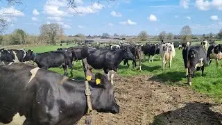 Best day of the year, dairy cows out to grass.