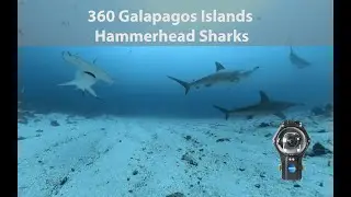 360 Hammerhead Sharks in Galapagos