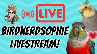 BirdNerdSophie Llivestream!