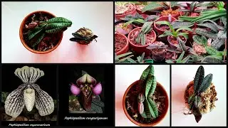 НОВЫЕ ОРХИДЕИ (PAPHIOPEDILUM RUNGSURIYANUM & PAPHIOPEDILUM MYANMARICUM): ревизия и пересадка