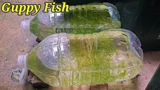 Pinoy Style! Low Budget Natural Outdoor Setup For Aquatic Fish Like Guppies, Platys, Danios and etc.