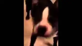 Пес танцует лучше тебя