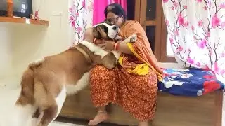 Tyzuu fighting with Mumma to give him food