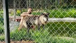Канадский ВОЛК Акела и Маугли в трусах 😱‼️ Нежности СВИРЕПОГО хищника 🐺