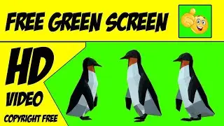 Penguin green screen Video | Copyright Free green Screen Video | Penguin Raining Green Screen Video