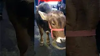18,5млн сотилди. Китоб мол бозори. Видеони танишларга юборинг ва LIKE👍 