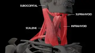 An In-Depth Look at the Anatomy of Neck Muscles