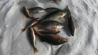 И ОКУНЬ и ЩУКА. Все поймал. Отличная рыбалка в марте.