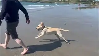 Keano enjoying the sea for the first time