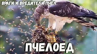 Враг пчёл ПЧЕЛОЕД