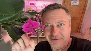 Отдаю орхидеи. Георгий Горячевский в прямом эфире!