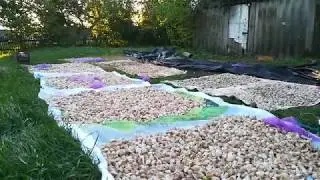 Обработка озимого чеснока 