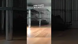 This dog deserves an Oscar 😂