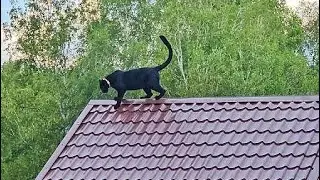 Luna the panther and her new bed🐈‍⬛(ENG SUB)