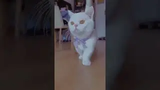 Cat Walk of My beautiful Cat | Cute Cats | Humpty Hobbies