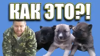 Щенки лаек соловьева выращиваются для охотников и егерей в дар или на продажу?