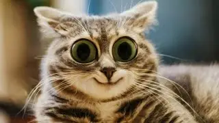 FUNNIEST CAT VIDEOS 2024 COMPILATION 😂 Funny Cats 15 😺 #funny #pet #cat #foryou #viral #viralvideo