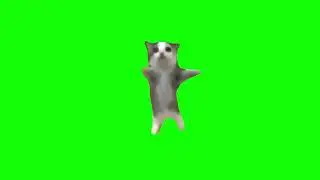 Funny Cat Dancing Meme Green Screen Video