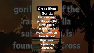 Interesting Fact About Nigeria: Cross River Gorilla