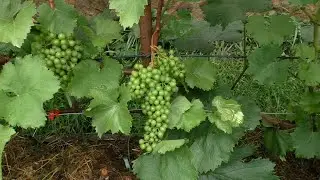 Нормировка гроздями технических (винных) сортов винограда