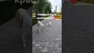 Русские борзые одна из благородных пород собак 