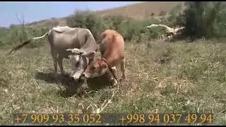 Ona bola sigirlar, hammasini qornida bolasi bor tez sotiladi shoshiling.