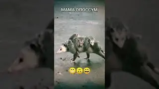 Мама опоссум с детёнышами