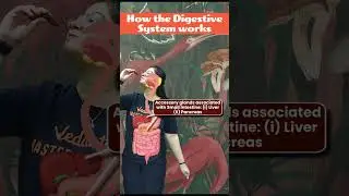 What's REALLY Happening in Your DIGESTIVE SYSTEM? | How does the Digestive System Work? #class11