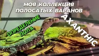 МОЯ КОЛЛЕКЦИЯ ПОЛОСАТЫХ ВАРАНОВ/ОПРЕДЕЛЕНИЕ ПОЛА/VARANUS SALVATOR AXANTHIC