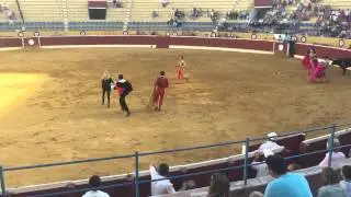 PETA Supporter Rushes to Help Dying Bull During Bullfight