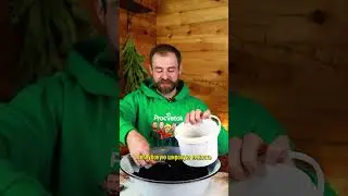 Цены на имбирь сумасшедшие, а я выращиваю его сам абсолютно бесплатно!