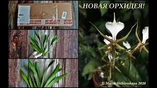 Посылка с PLECTRELMINTHUS CAUDATUS  - редкая новинка! Октябрь 2020 г.