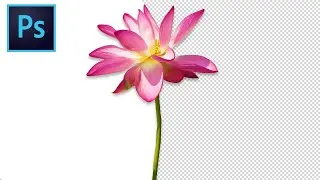 How To Remove White Backgrounds in Photoshop