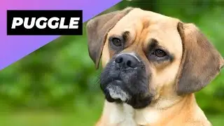 Puggle 🐶 The Pug + Beagle Crossbred!