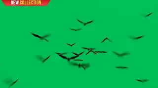 Green Screen Bats Flying | Halloween | 4K | Global Kreatos