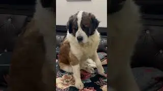 Darr gaya tyzuu🥺