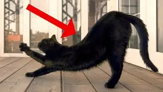 Weird Things Cats Do When They See Their Owners and Why