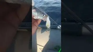 Зачем нужна поролонка на судака #fishing #рыбалка