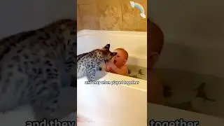 Children that grandma cant fatten up #lynx #Animal #pets #shortvideo