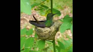 Humming bird