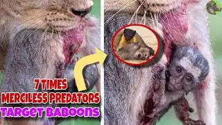 7 Times Merciless Predators Target Baboons