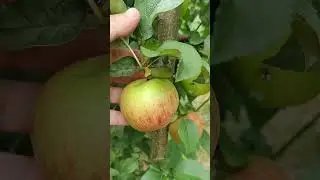 🌳ОБРЕЗКА ЯБЛОНИ результат 🍎 #обрезка #сад #яблоня