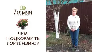 ГОРТЕНЗИЯ ВЕСНОЙ: ПРАВИЛЬНЫЙ УХОД И ПОДКОРМКИ | 7 семян