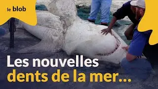 Deux orques font disparaître les requins d’Afrique du Sud et bouleversent l’écosystème