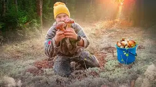 СЛУЧАЙНО ЗАШЁЛ В ЛЕС И АХНУЛ ОТ УВИДЕННОГО. ПОЛЯНЫ БЕЛЫХ ГРИБОВ УВИДЕЛ ГРИБНИК И ОБАЛДЕЛ. ГРИБЫ