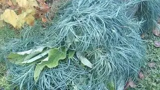 Эти многолетники не обрезают осенью, чтобы не навредить!🌿🍂🍁