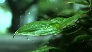 Капли дождя на листву Футаж HD