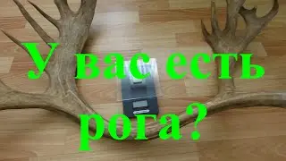 Вещи из прошлого. Рог.