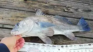 Черный барабан(щик) или Бородатый тёмный горбыль (Black drum)