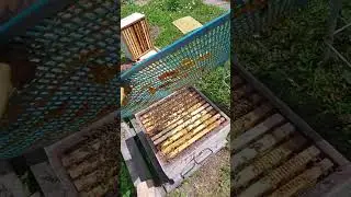 маточник не на рамке #shorts